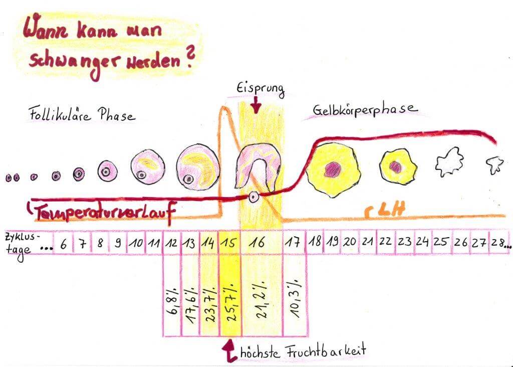 Nach periode kurz eisprung Wie viele