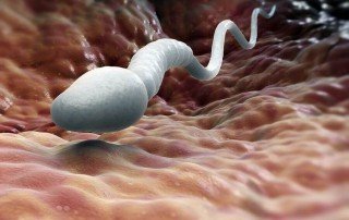 Spermienqualität verbessern nach Pimp my Sperm