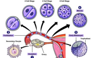 Biochemische Schwangerschaft erste Schwangerschaftswoche Implantation