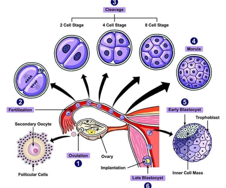 Biochemische Schwangerschaft Definition Haufigkeit Ursachen