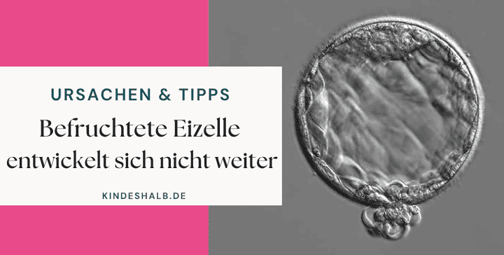 Befruchtete Eizelle entwickelt sich nicht weiter Ursachen Blastozyste unterm Mikroskop