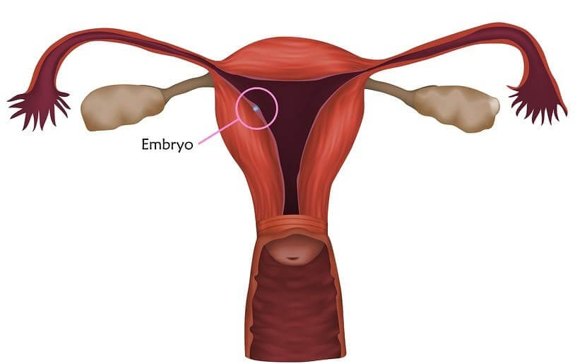 spürt man eisprung