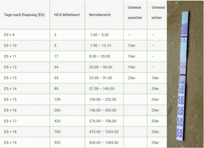 hCG Tabelle Urin: Schwangerschaftstest ab wann möglich?